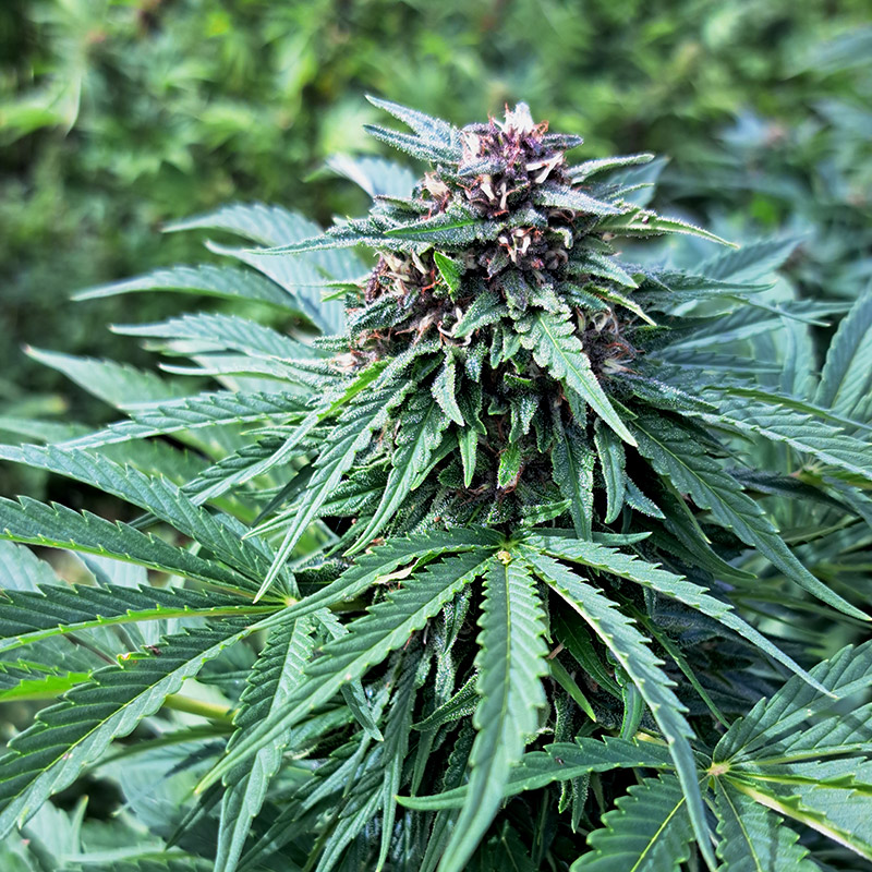 cannabis-cbd